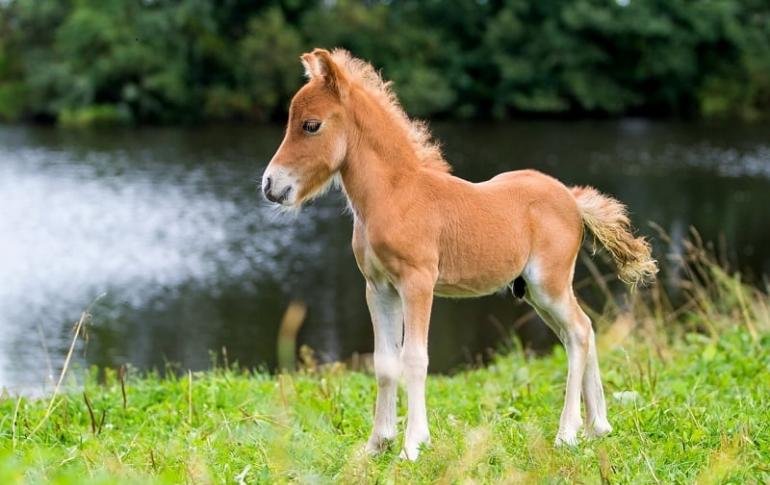 Самая маленькая лошадь в мире — что она из себя представляет и где используется Порода самой маленькой лошади в мире