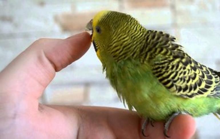 Как отучить кусаться попугаев