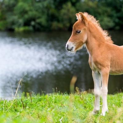 Самая маленькая лошадь в мире — что она из себя представляет и где используется Порода самой маленькой лошади в мире
