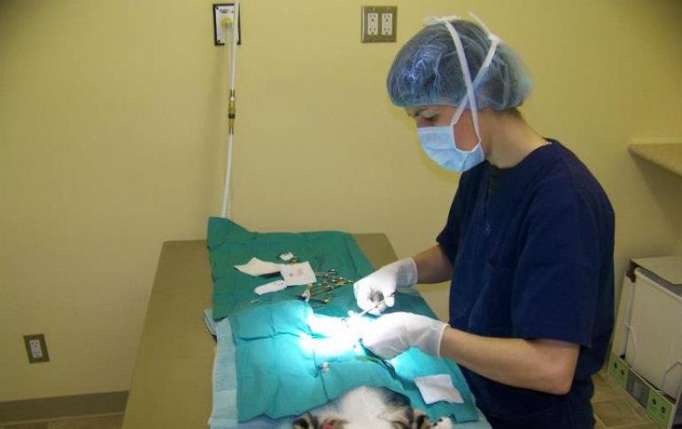Правильная забота о кошке после операции по стерелизации