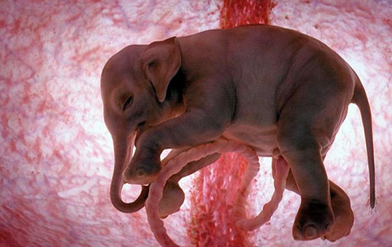 Самая длинная беременность у животных
