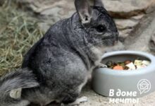 Photo of Как поддерживать чистоту в клетке шиншиллы: важные моменты уборки
