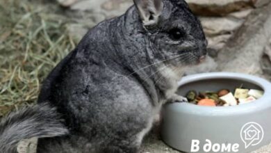Photo of Как поддерживать чистоту в клетке шиншиллы: важные моменты уборки