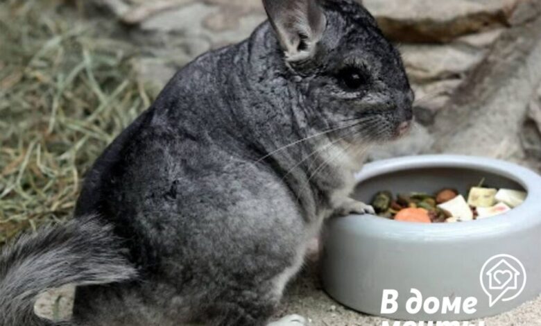 Photo of Как поддерживать чистоту в клетке шиншиллы: важные моменты уборки