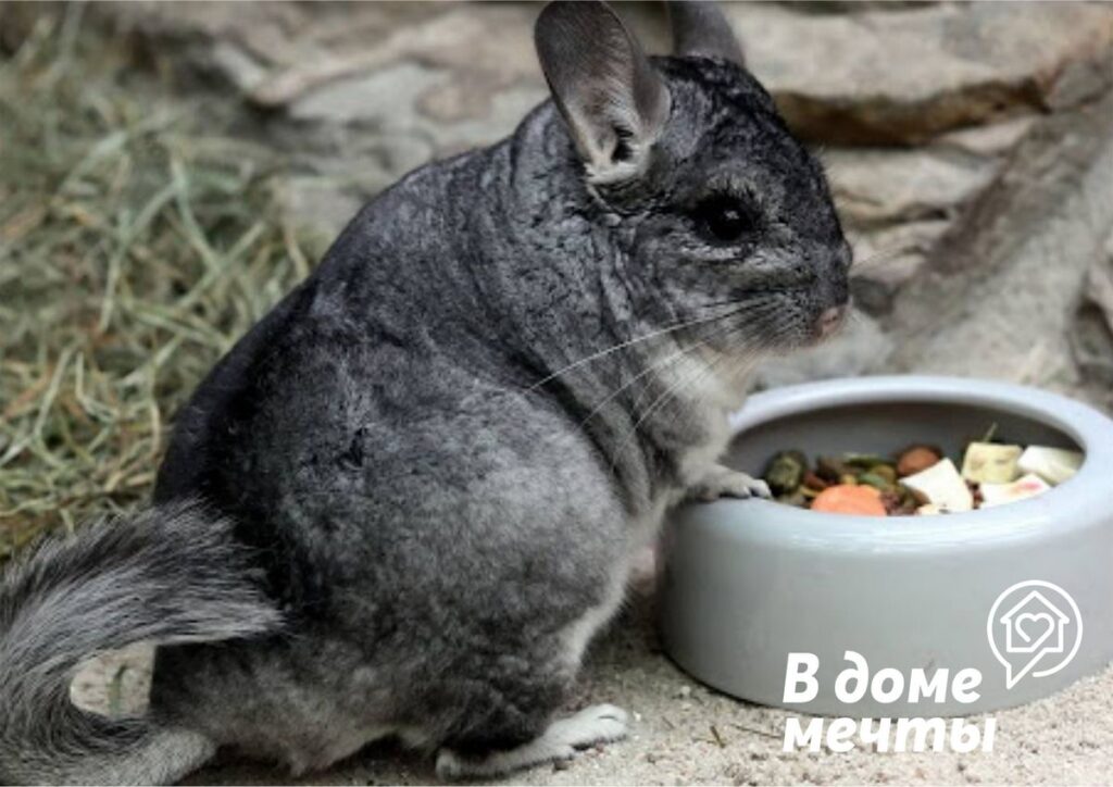 Фото 20 — Как поддерживать чистоту в клетке шиншиллы: важные моменты уборки