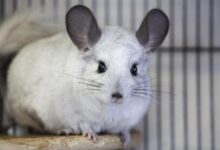 Photo of Признаки здоровья и болезни шиншиллы: что необходимо знать