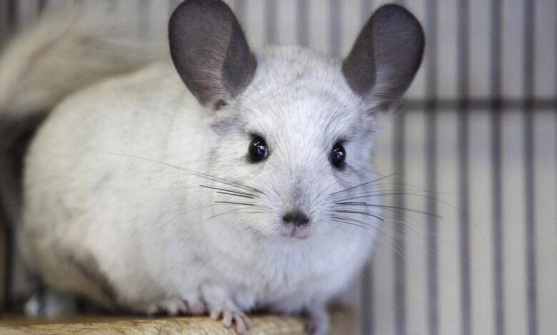 Photo of Признаки здоровья и болезни шиншиллы: что необходимо знать