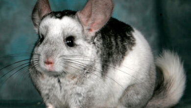 Photo of Сколько стоит содержание шиншиллы: основные расходы на уход