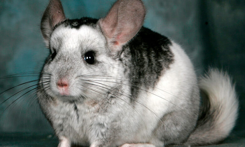 Photo of Сколько стоит содержание шиншиллы: основные расходы на уход