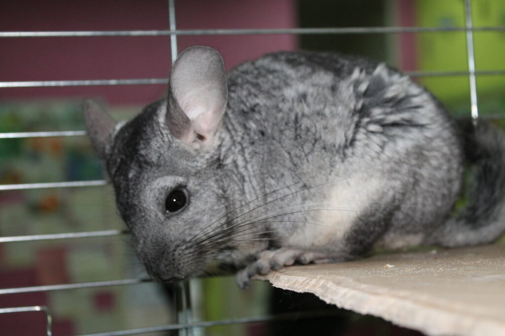 Фото 21 — Как обнаружить, что шиншилла болеет: важные признаки