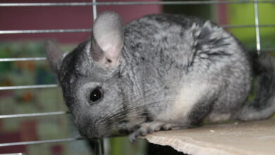 Photo of Как обнаружить, что шиншилла болеет: важные признаки