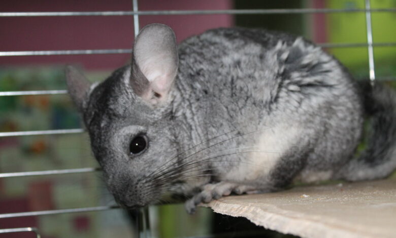 Photo of Как обнаружить, что шиншилла болеет: важные признаки