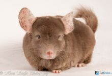 Photo of Как правильно ухаживать за шиншиллой: советы и рекомендации