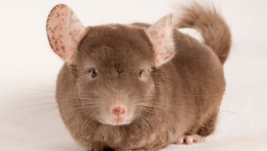 Photo of Как правильно ухаживать за шиншиллой: советы и рекомендации