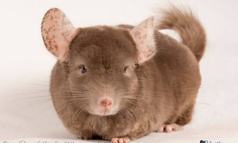 Photo of Как правильно ухаживать за шиншиллой: советы и рекомендации