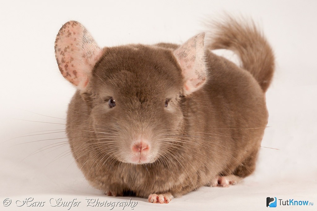 Фото 25 — Как правильно ухаживать за шиншиллой: советы и рекомендации