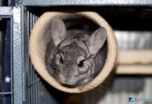 Photo of Сколько стоит содержание шиншиллы: основные расходы на уход