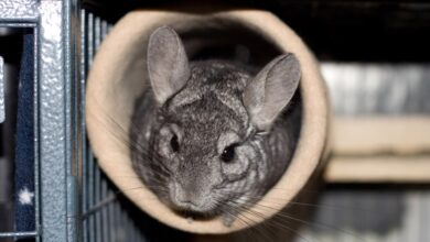 Photo of Сколько стоит содержание шиншиллы: основные расходы на уход
