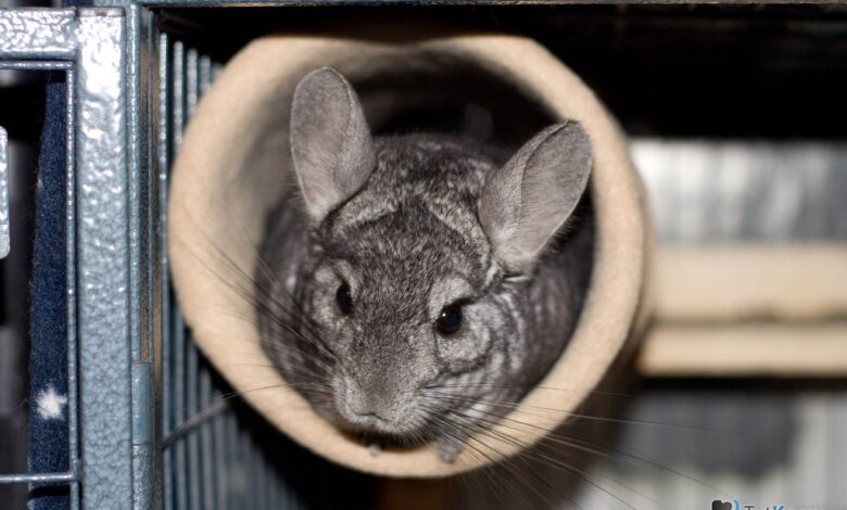 Photo of Сколько стоит содержание шиншиллы: основные расходы на уход