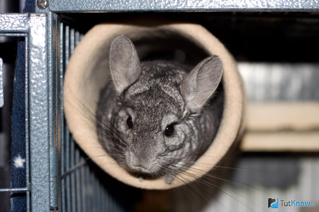 Фото 16 — Сколько стоит содержание шиншиллы: основные расходы на уход