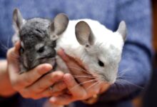 Photo of Основные правила содержания шиншиллы в помещении: что важно учитывать