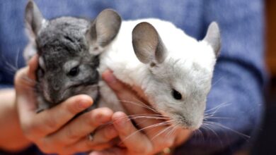 Photo of Основные правила содержания шиншиллы в помещении: что важно учитывать