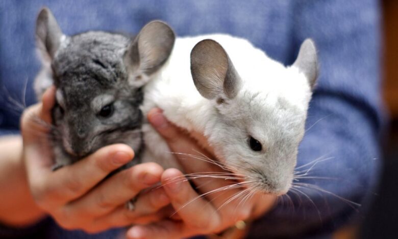 Photo of Основные правила содержания шиншиллы в помещении: что важно учитывать