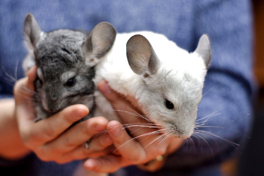 Фото 29 — Основные правила содержания шиншиллы в помещении: что важно учитывать