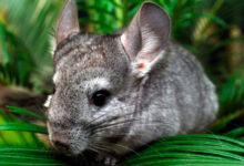 Photo of Популярные породы шиншилл: особенности содержания и ухода