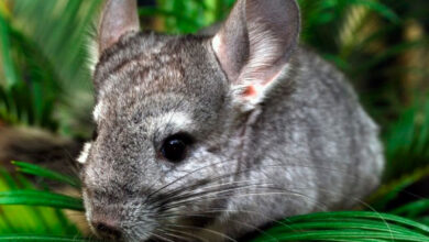 Photo of Популярные породы шиншилл: особенности содержания и ухода