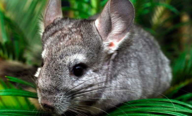 Photo of Популярные породы шиншилл: особенности содержания и ухода