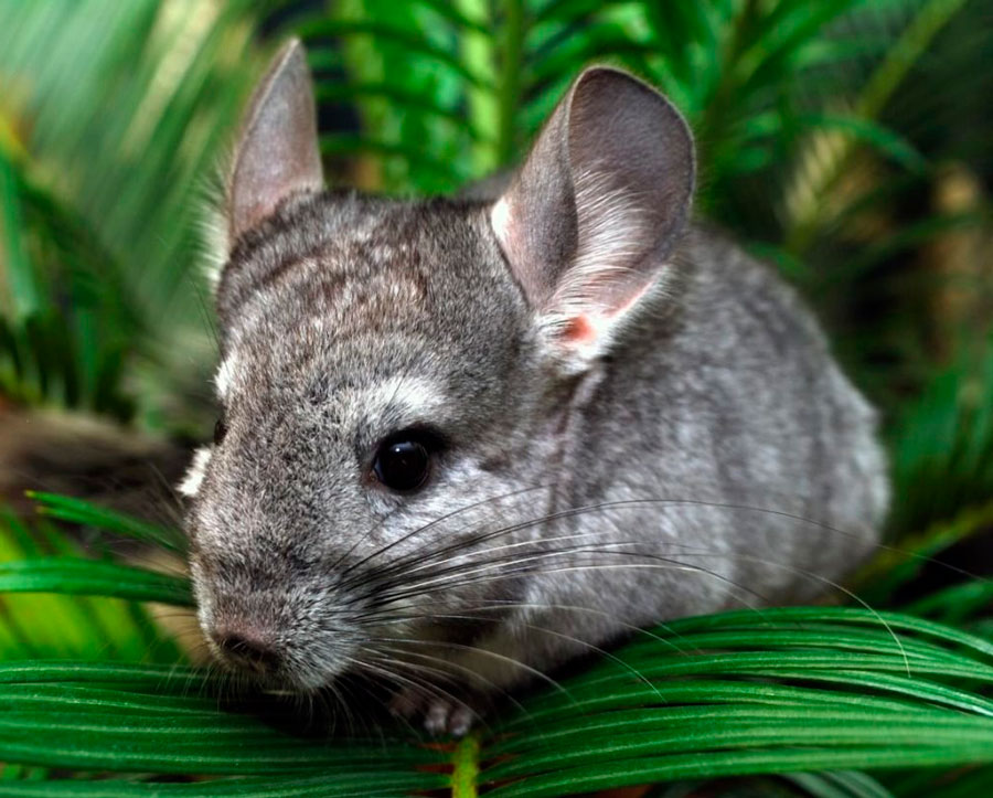 Фото 28 — Популярные породы шиншилл: особенности содержания и ухода