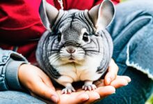 Photo of Почему шиншиллы так популярны в качестве домашних питомцев