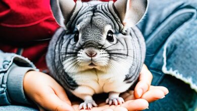Photo of Почему шиншиллы так популярны в качестве домашних питомцев