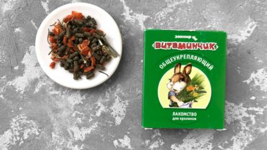 Photo of редные продукты для шиншиллы: что нельзя давать животному