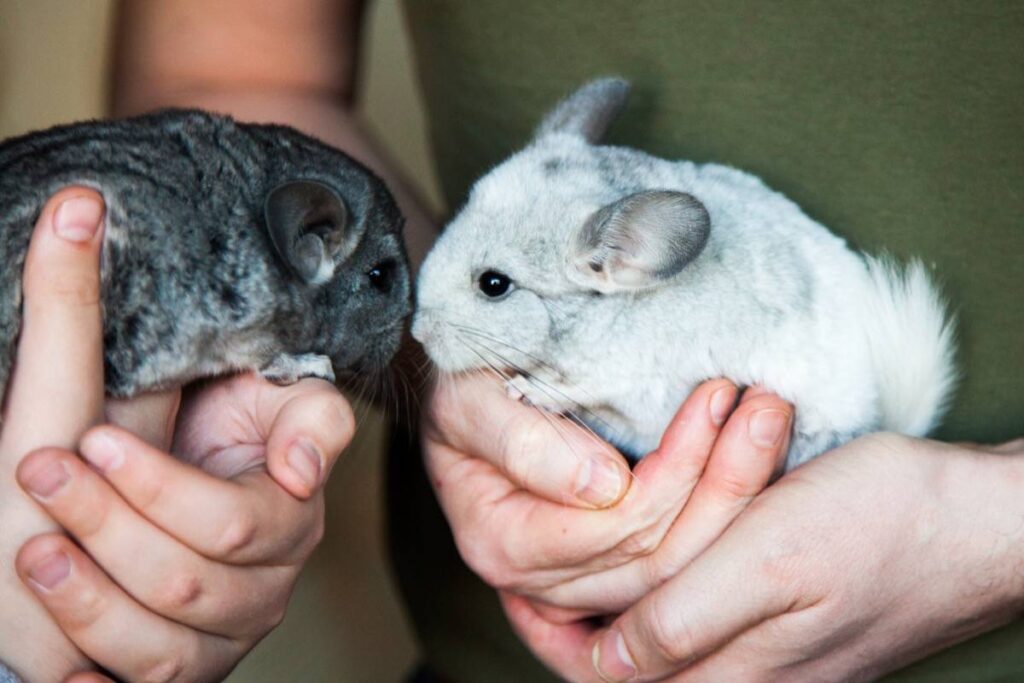 Фото 4 — Как защитить шиншиллу от болезней: профилактика и важные моменты