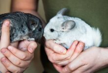 Photo of Как защитить шиншиллу от болезней: профилактика и важные моменты