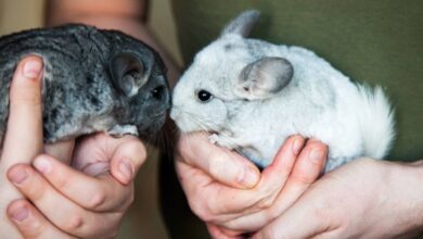 Photo of Как защитить шиншиллу от болезней: профилактика и важные моменты
