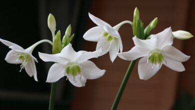 Photo of Как правильно ухаживать за шиншиллой: советы и рекомендации