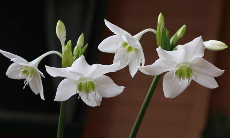 Photo of Как правильно ухаживать за шиншиллой: советы и рекомендации