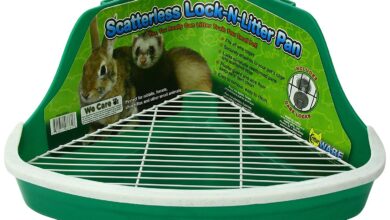 Photo of Как выбрать игрушки для шиншиллы: важные критерии