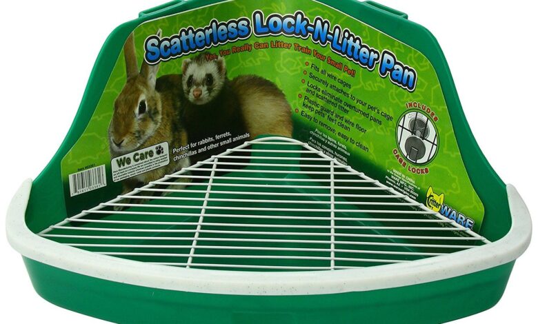 Photo of Как выбрать игрушки для шиншиллы: важные критерии