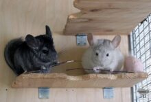 Photo of Любовь и забота: как создать доверительные отношения с шиншиллой