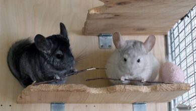 Photo of Любовь и забота: как создать доверительные отношения с шиншиллой