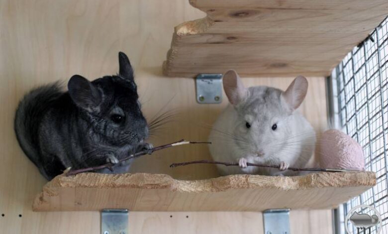 Photo of Любовь и забота: как создать доверительные отношения с шиншиллой