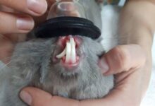 Photo of Проблемы с зубами у шиншилл: как предотвратить и лечить