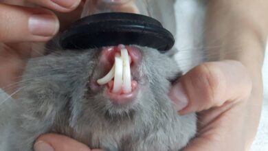 Photo of Проблемы с зубами у шиншилл: как предотвратить и лечить