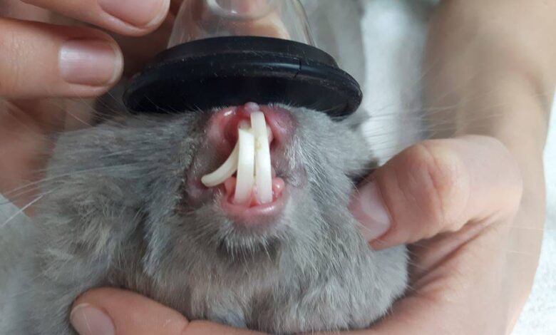 Photo of Проблемы с зубами у шиншилл: как предотвратить и лечить