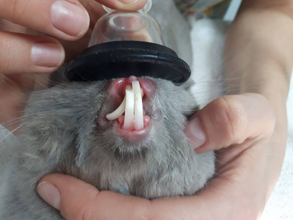 Фото 10 — Проблемы с зубами у шиншилл: как предотвратить и лечить