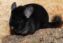 Photo of Почему шиншиллы так популярны в качестве домашних питомцев